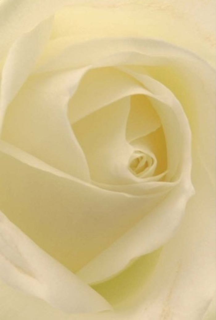This exquisite close-up of a white rose, crafted by an expert florist amidst the vibrant West Hampstead community, invites you to explore layers of creamy petals arranged in a seamless spiral. Each petal seems to glow from within, lit by delicate, natural light reminiscent of a gentle afternoon near the local farmers' market. The creamy-white tones transition subtly to hints of pale lemon, and every movement of light or shadow enhances the tranquil mood. The visual texture calls to mind the touch of silk and the freshness of newly gathered blooms, creating an aura of timeless sophistication. As you observe, it's easy to imagine this rose as the centrepiece of a wedding celebration near Kilburn Grange Park or part of a thoughtful bouquet sent across West Hampstead for sympathy or encouragement. The fragrance-clean and quietly sweet-whispers of comfort and resilience, embodying the care with which every arrangement is prepared for delivery. In this image, artistry and emotion blend seamlessly, celebrating the enduring spirit and refined style of West Hampstead floristry.